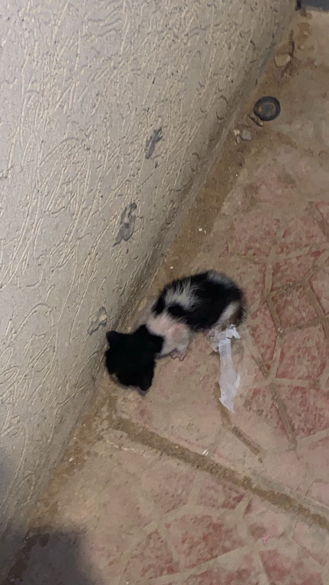 Animal_rescue0's tweet photo. #انقاذ #عاجل #الرياض 
تكفوووون مدينة الرياض محتاجين ام مرضعه بشكل عاجل قبل تموت مرميه في لحالها والأطفال يلعبون فيها للتواصل واتس 0538844754 https://t.co/ecxqYxvx4f