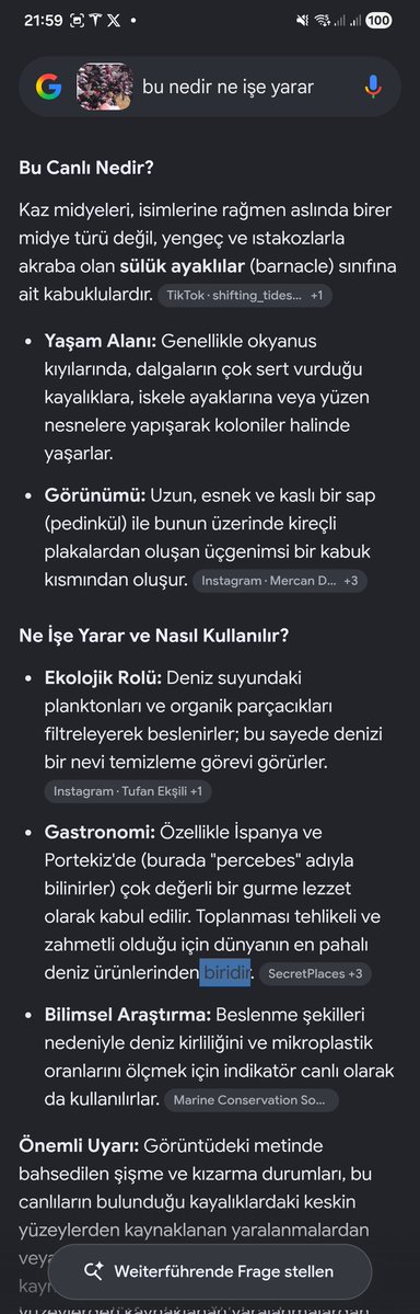 MetinTim's tweet photo. @Mrymyildiz Gerçek adı kaz midyeleri, ispanya da pahalî deniz ürünleriymiş.. https://t.co/d9PiMLa6m5