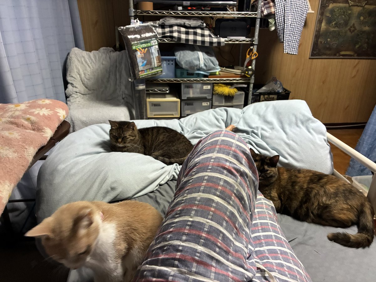 dq_funfan's tweet photo. 起きたらこうなってる
#猫 https://t.co/DaitB692sL