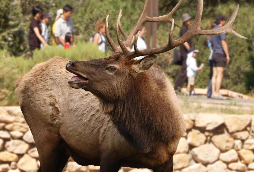 A bull elk with large antlers stands near a stone wall at Grand Canyon National Park, with visitors visible in the background.