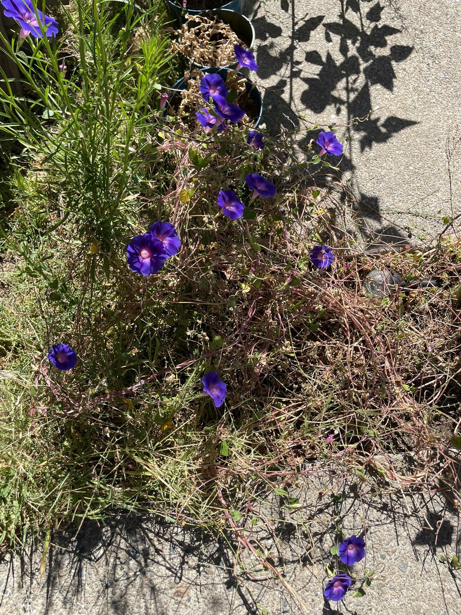 hodsonj88's tweet photo. Morning glories! https://t.co/uJlYUWC59O