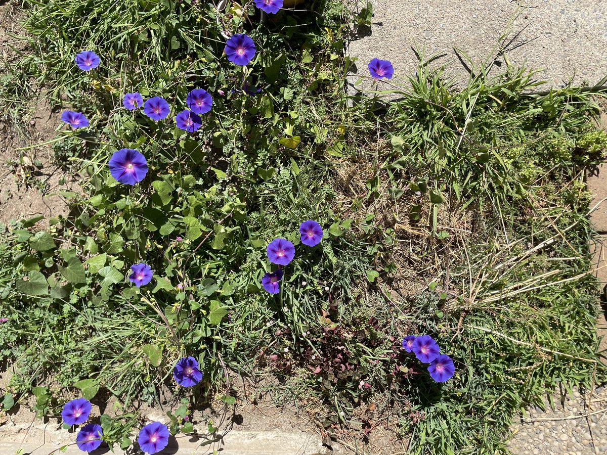 hodsonj88's tweet photo. Morning glories! https://t.co/uJlYUWC59O