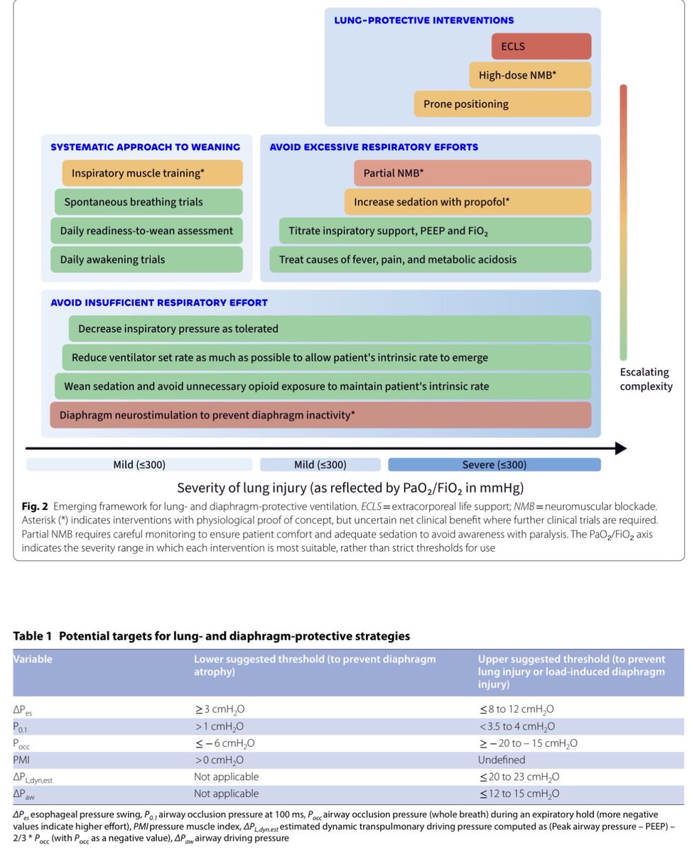 ICUAlgorithmLab's tweet photo. Are we balancing lung and diaphragm protection correctly in our ARDS patients?🫁
Plens, Goligher et al. explore the LDP framework:
✅ Avoiding diaphragm atrophy from disuse.
✅ Mitigating myotrauma from excessive respiratory effort.
✅ Utilizing neurostimulation and partial NMBA as supportive tools.
Read article here: https://t.co/OLNtrt1Phw
 #ICU #FOAMed #CriticalCare #ARDS #RespiratoryMedicine