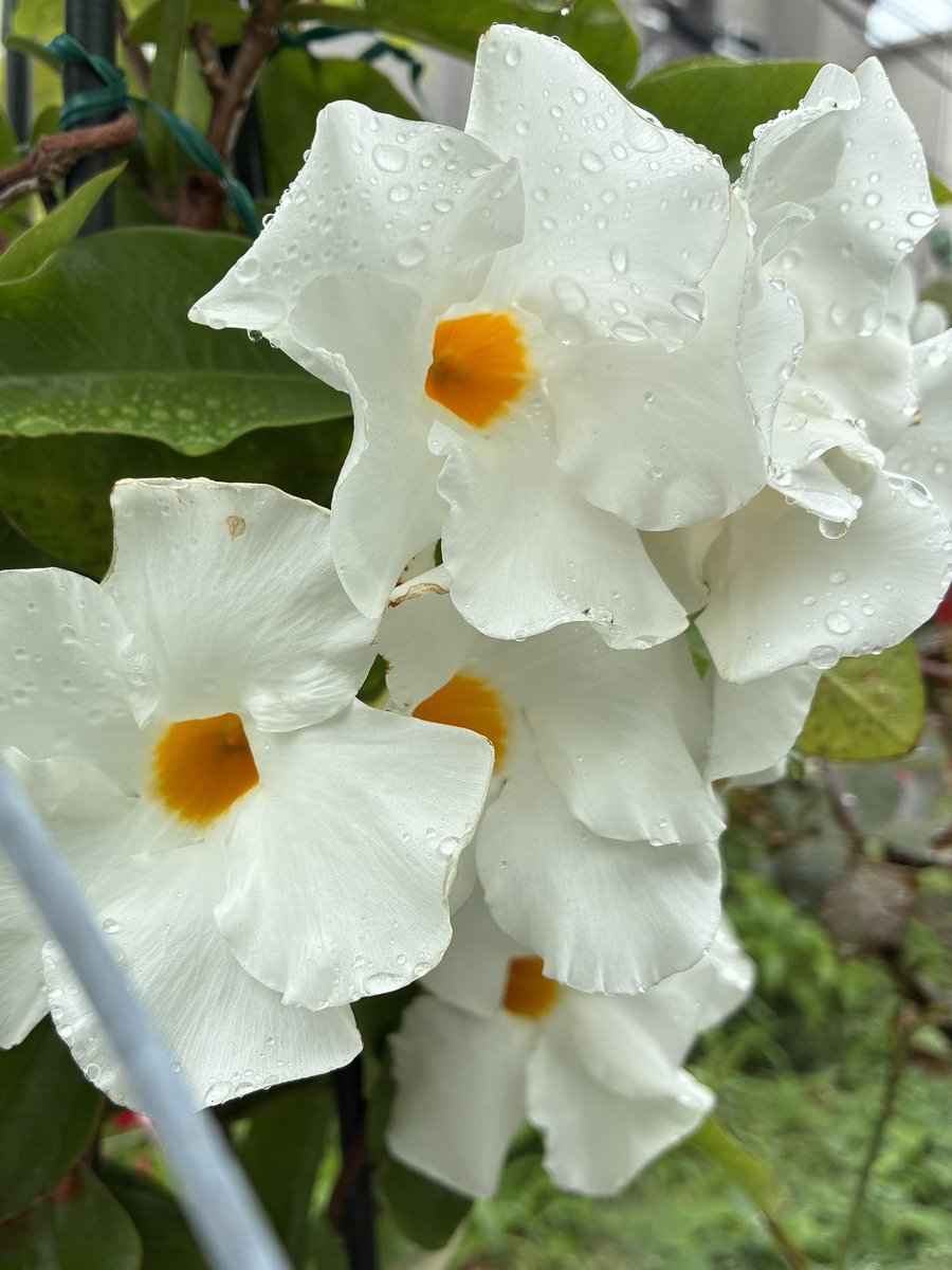 black0710228's tweet photo. #私の_世界に一つだけの花 https://t.co/ag8XlHaEzD
