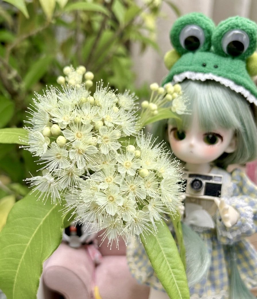 Mais7601's tweet photo. おはようございます😃
毎年咲くオーストラリア原産の木、
レモンマートルの花が開花しました🏵️
なんだかんだで２０年ほど家に居てます😊
冬も出しぱです⛄️
部屋に少し持ってきて撮影📷

#おはドル
#ドールオーナーさんと繋がりたい
#無言フォローOK
#TinyFox
#DEARMINE
#ドル沼
#ドルおじ https://t.co/AMz73nXPDG