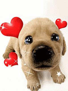 heonchhi's tweet photo. He is so kawaii awwwwwwww https://t.co/iWYtNkxFX2
