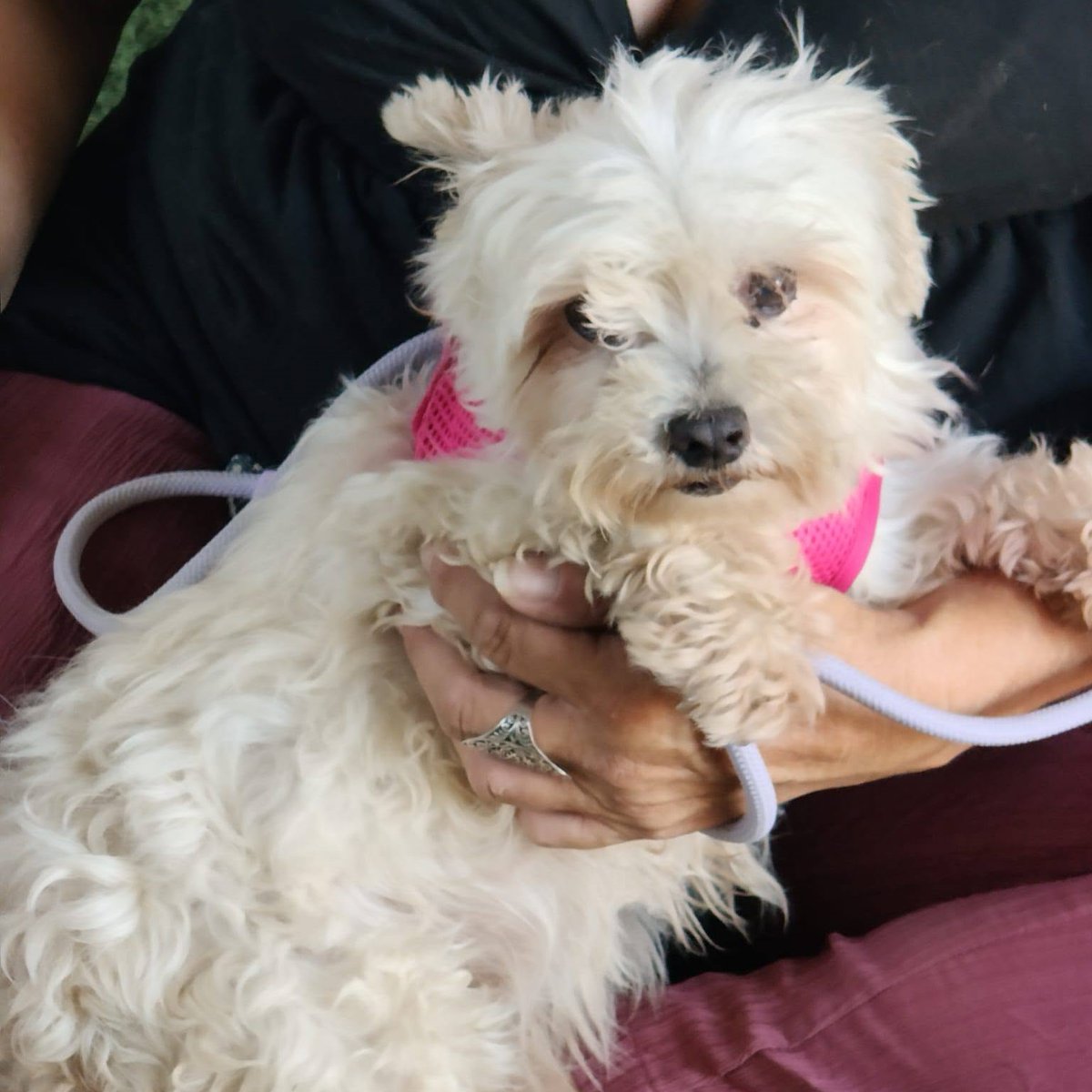 SosAbuelos1's tweet photo. #MÁLAGA
#MARI es esta pequeñina de 7 años, que proviene de un criadero

Es muy buena, también sociable con gatos y perros, aunque es muy miedosa

Busca una familia comprometida, paciente y amorosa.

Hay que recogerla personalmente. 

Contacto: WhatsApp 633 25 56 36 https://t.co/26jVk0E3Wz