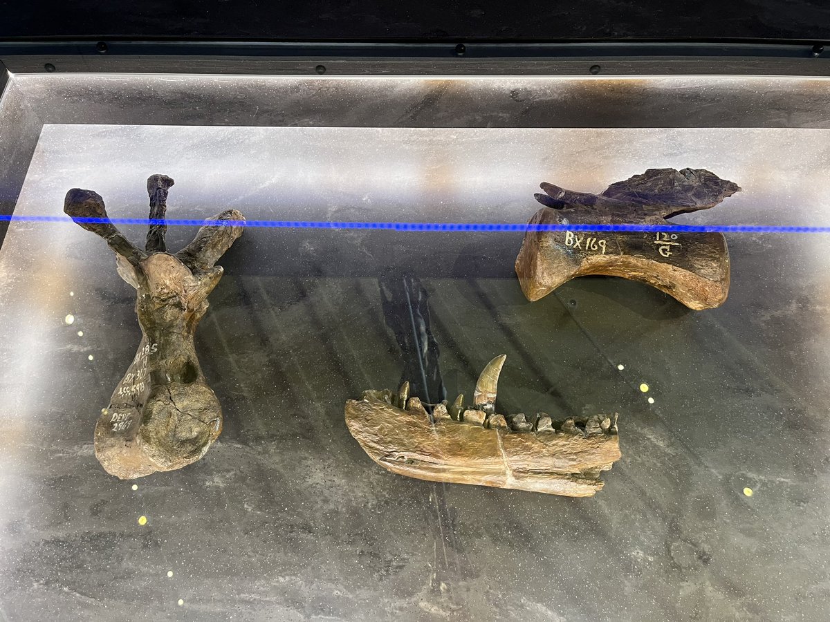 markkreutzer42's tweet photo. Starting dinosaur paleontology from the beginning, when does Kuru kulla show up https://t.co/eUhSorg298