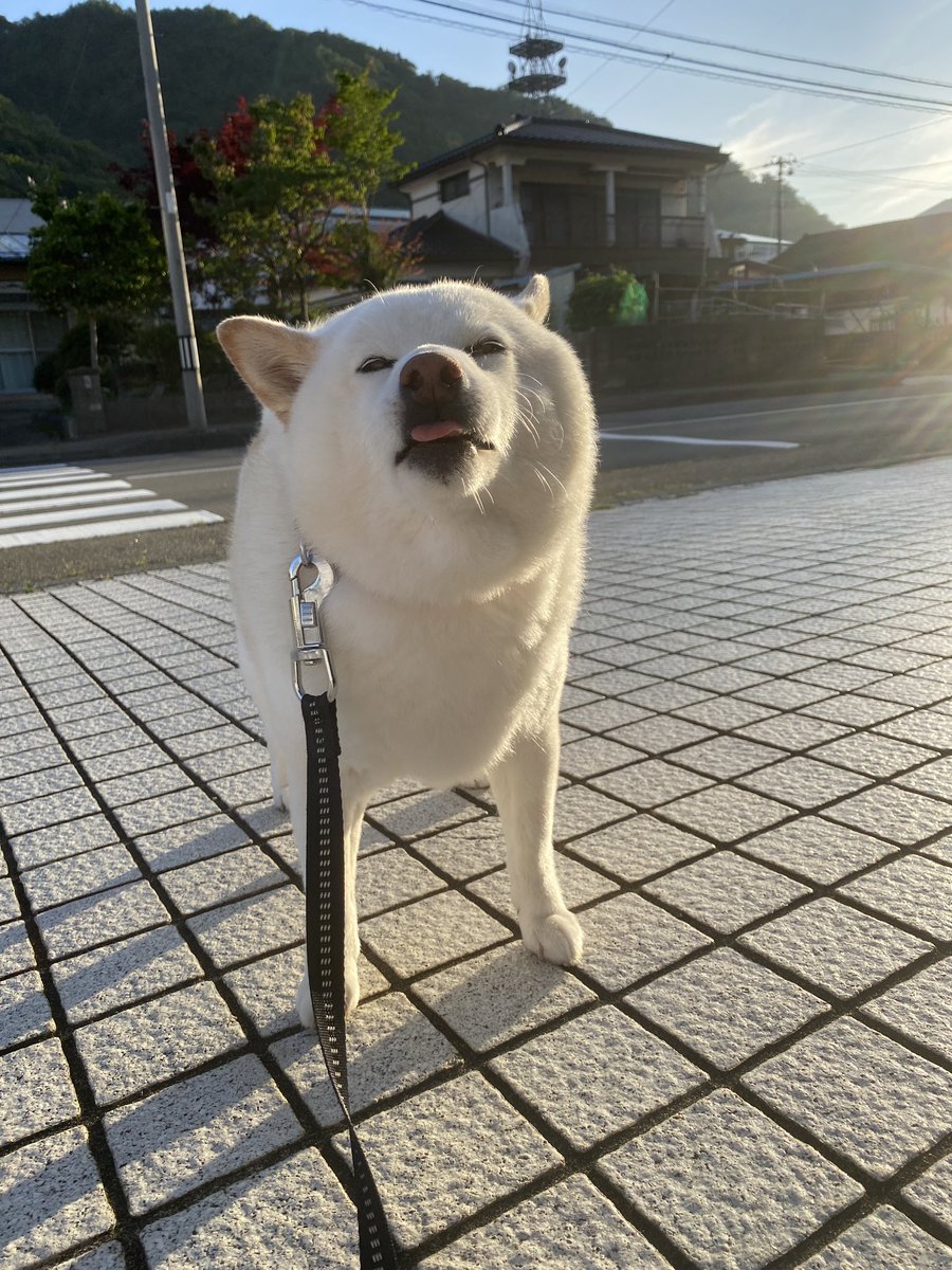 kamaishiseimen tweet picture