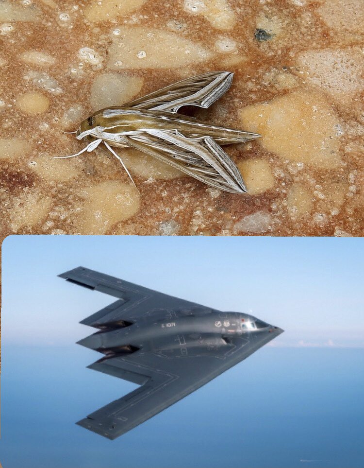 abbati_96's tweet photo. The insect that looks like B2 spirit https://t.co/Py0ZvzUBvt