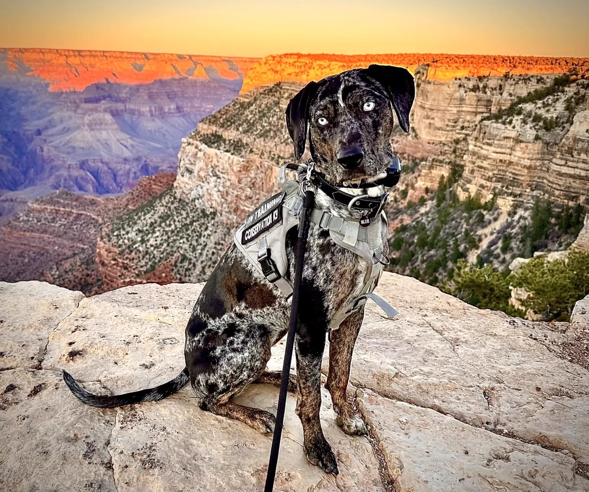 A Conservation K9 dog in training sits on a rocky ledge at the Grand Canyon at sunset, wearing a harness labeled 'Conservation K9 in Training.