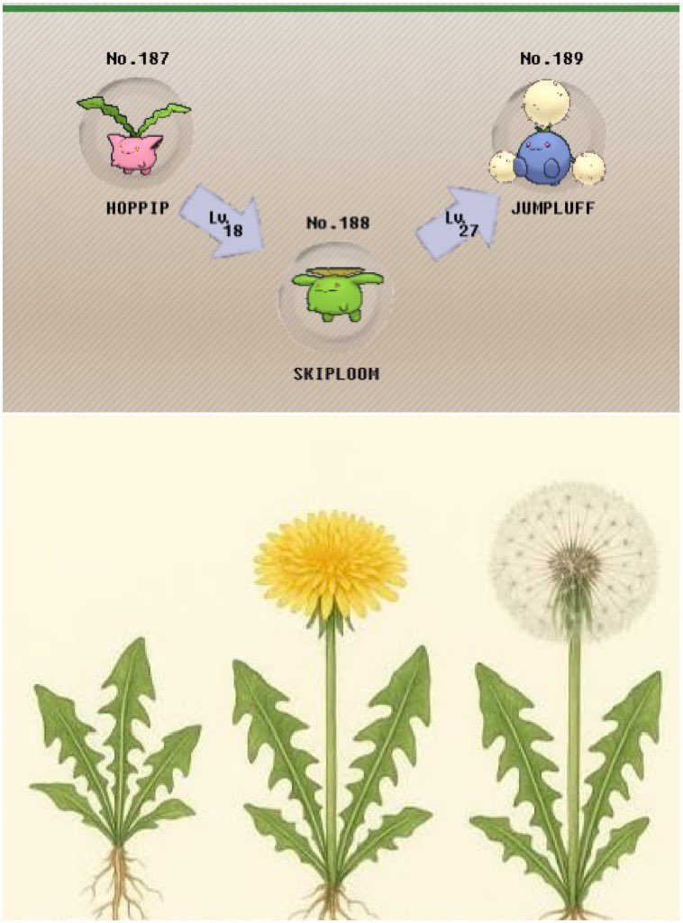 Poliwag107's tweet photo. I recently learned about the dandelion life cycle and never realized that Hoppip’s line represented that. I’ve always thought that they were based on different plants. 😅🌿🌼 https://t.co/xvV154421B