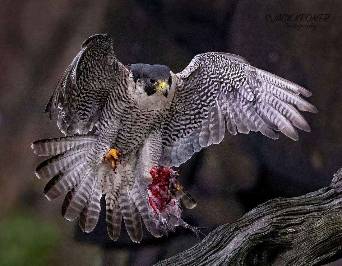 kromerpics's tweet photo. Peregrine Falcon with bloody fresh kill in NJ.
July 2026 https://t.co/DWr74nq5PO