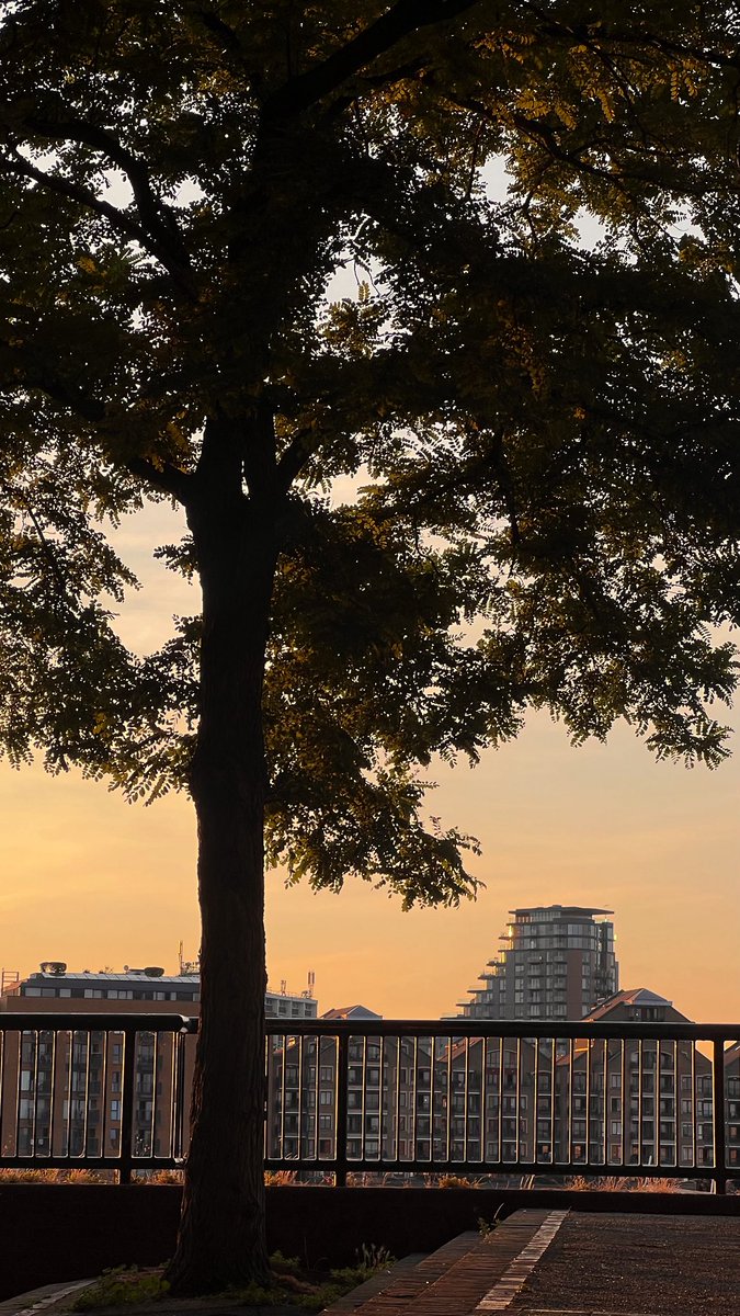 vk_soma's tweet photo. the golden glow that signifies the end of another beautiful day https://t.co/vu0JYRSTnI