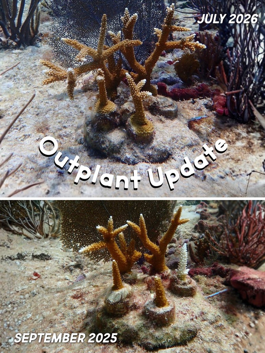 rescueareef's tweet photo. // Transformation Tuesday! 🪸
 
After 10 months on the reef, we revisited this tracked coral! Staghorn coral is one of the fastest growing species of stony coral, yet even it only grows a few inches per year — slower than your hair! https://t.co/N4NkhOR8Pw