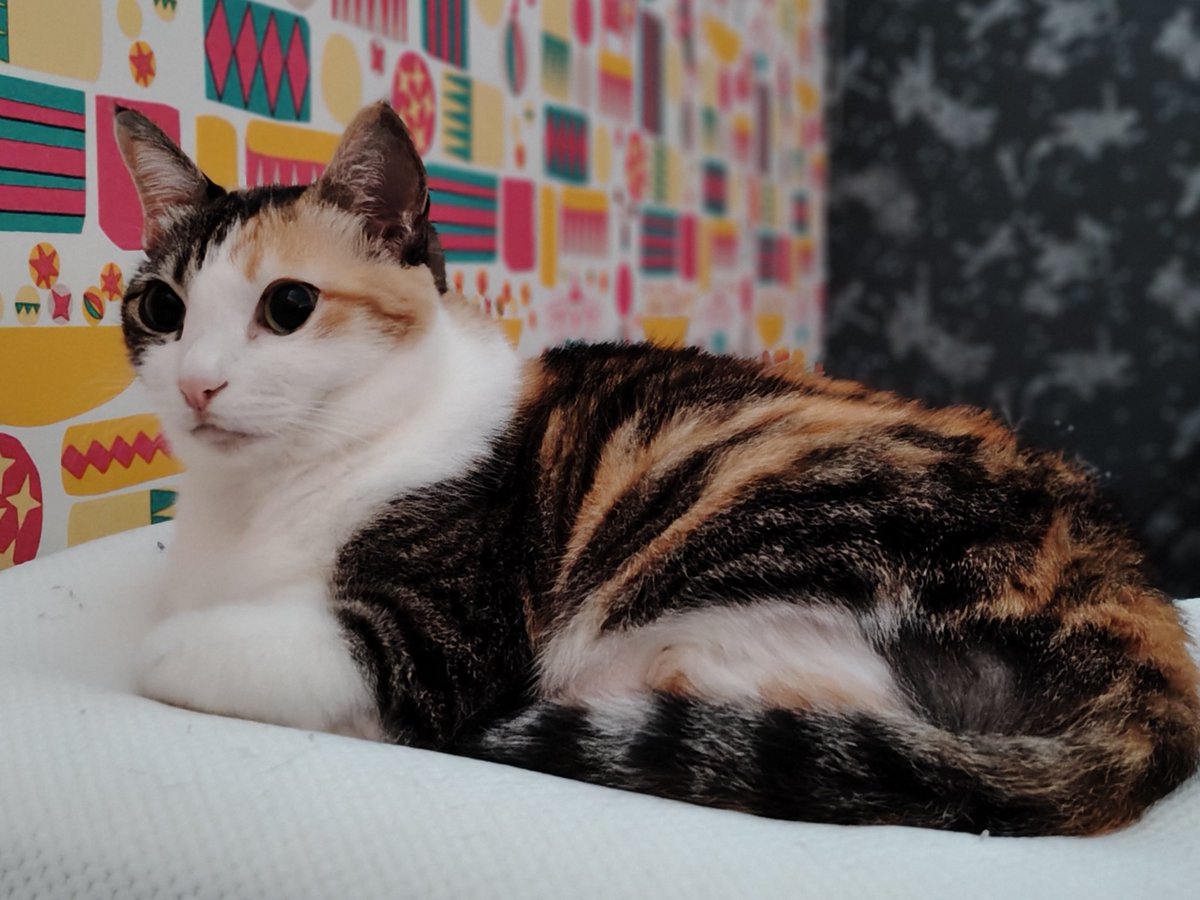 三毛猫