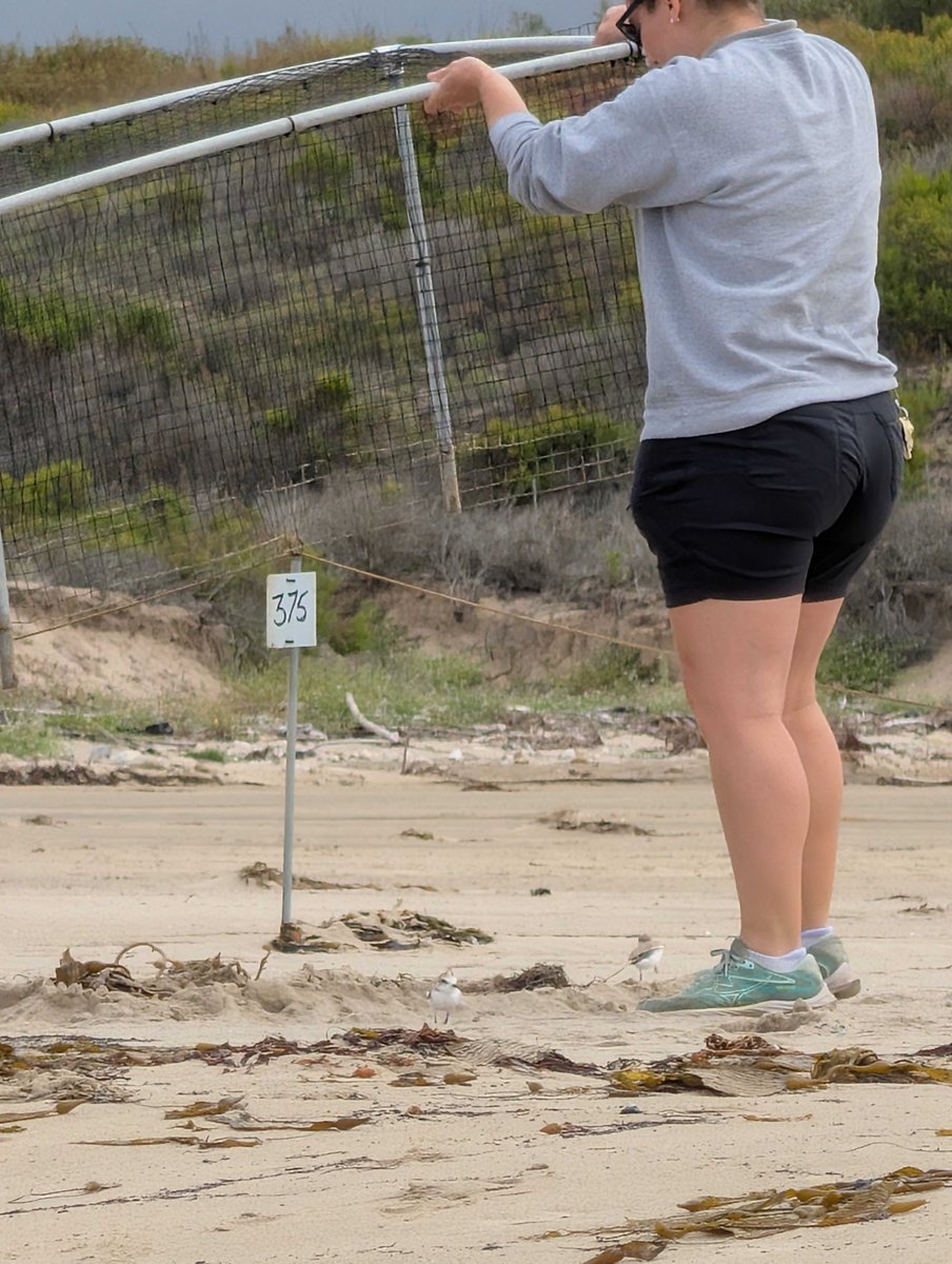MoniqueLimonCA's tweet photo. Conserving California’s coastline means taking care of even its tiniest inhabitants. Snowy plovers are an important part of the coast’s ecosystem and I am grateful that the @SantaBarbaraZoo is working to rehabilitate them out of being at risk of extinction. https://t.co/xcV6Y8PQqa