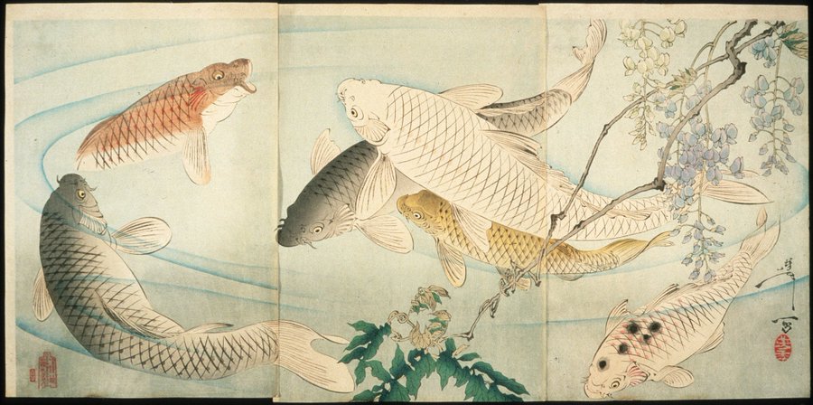 JapanTraCul's tweet photo. Carp with Wisteria, by Tsukioka Yoshitoshi, 1889 https://t.co/6aU5wUpbWT