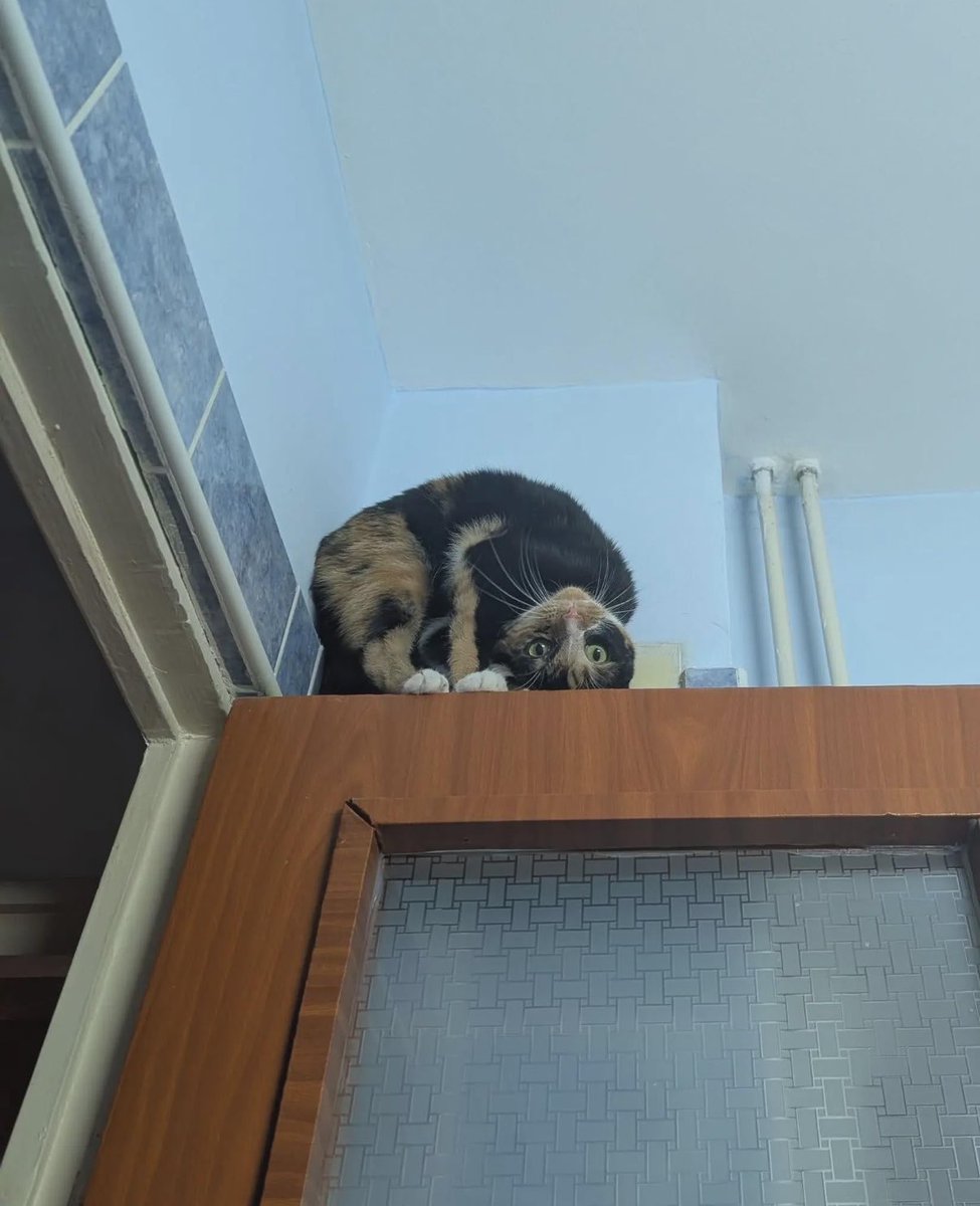 gatinarios's tweet photo. olhando a situação por outro ângulo https://t.co/9kneHyzVcI