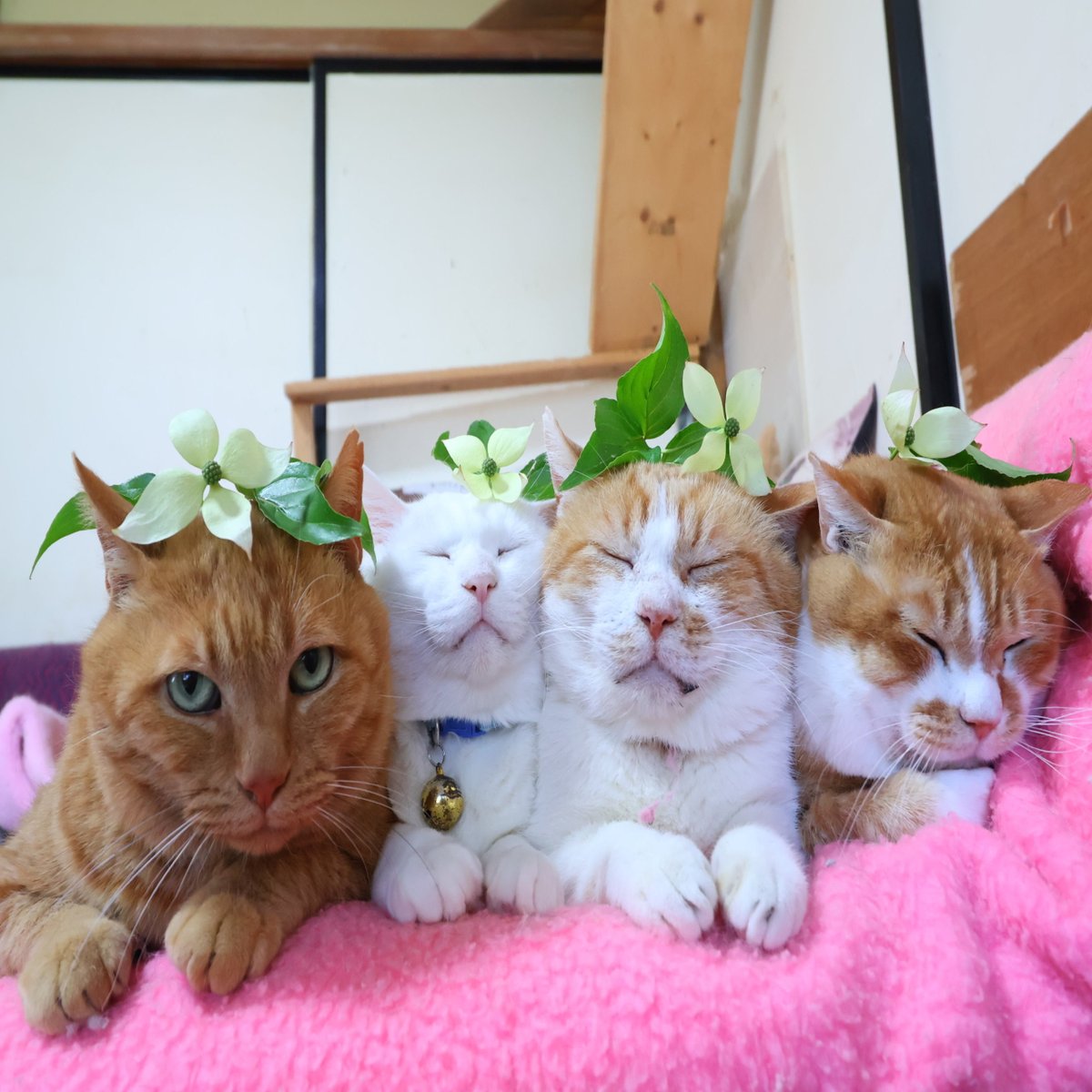 のせ猫