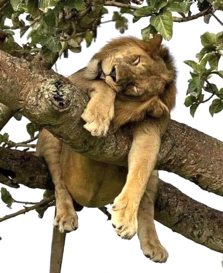 mooseincrisis's tweet photo. the king of the jungle everyone. https://t.co/saqDXKRhQa