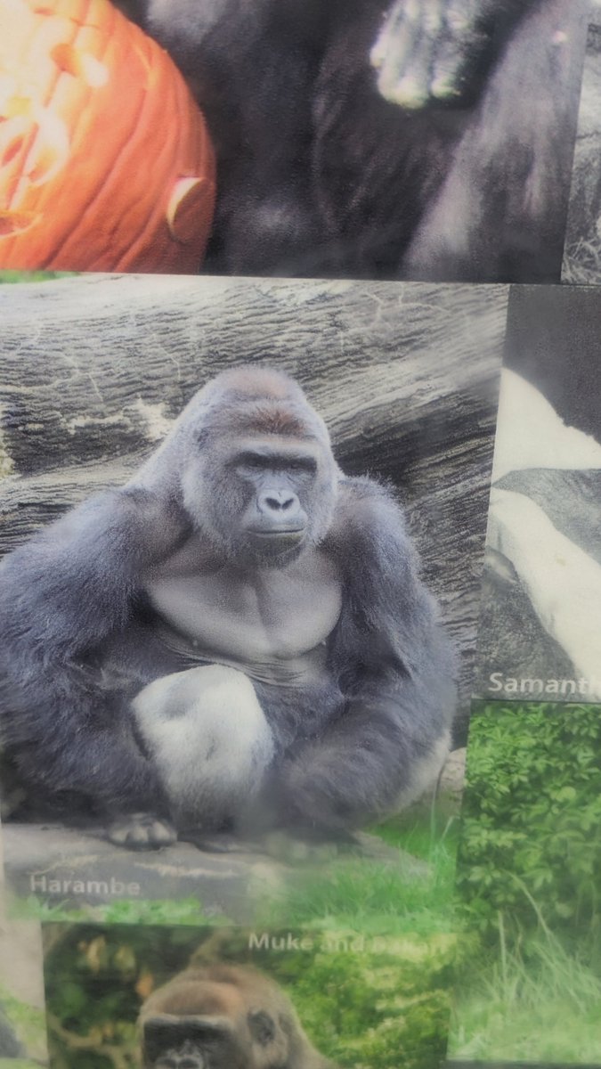 James5538's tweet photo. Rip #harambe https://t.co/QDmu7izvO2
