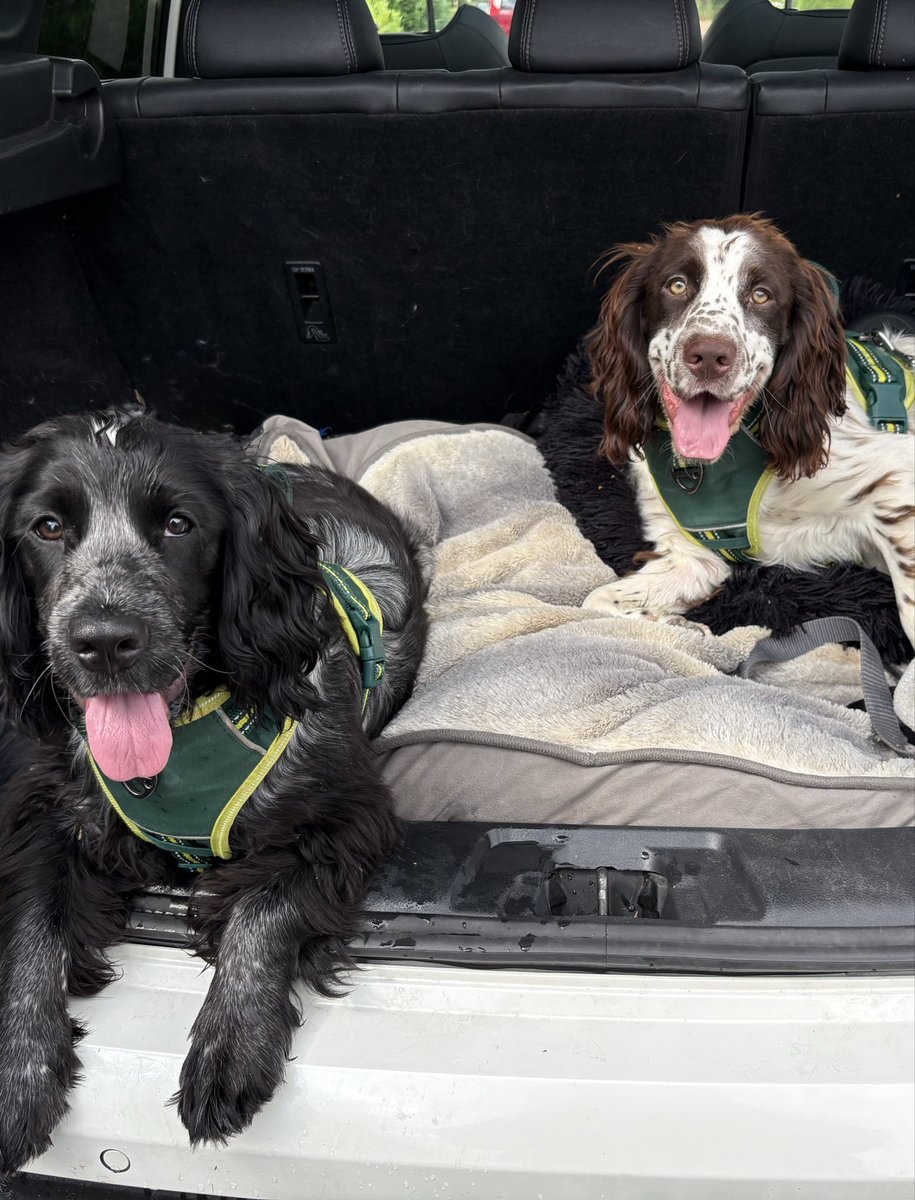 hanlrobson's tweet photo. Spaniel life is not for the weak. 😮‍💨

“Teenage phase” is well under way.

I don’t know at this point who listens to me the least… the dogs, or the kids. 😂

(Wouldn’t be without them!) https://t.co/dOFW2e1Vth