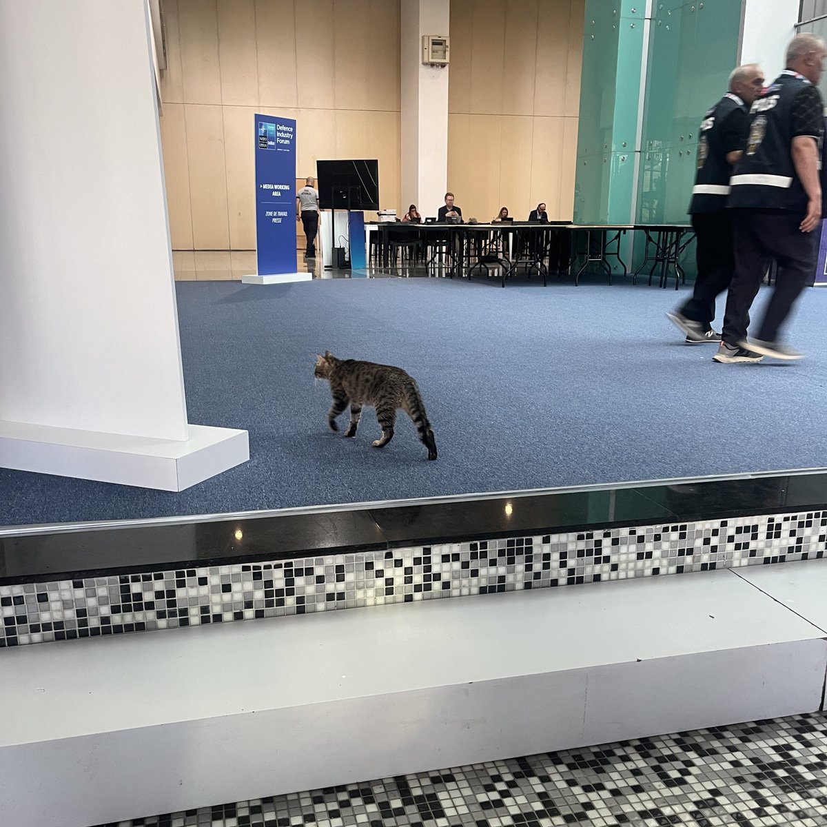 bpthaber's tweet photo. NATO Zirvesi'ne katılan bir kedi görüntülendi. https://t.co/W8ocNLGyoK