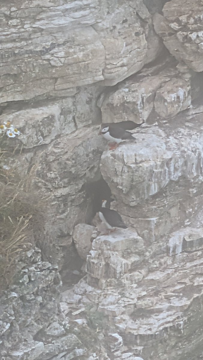 mcnally2201's tweet photo. Bempton cliffs today more on my tik tok @teesbirds1 @nybirdnews https://t.co/VrajaYQuUk