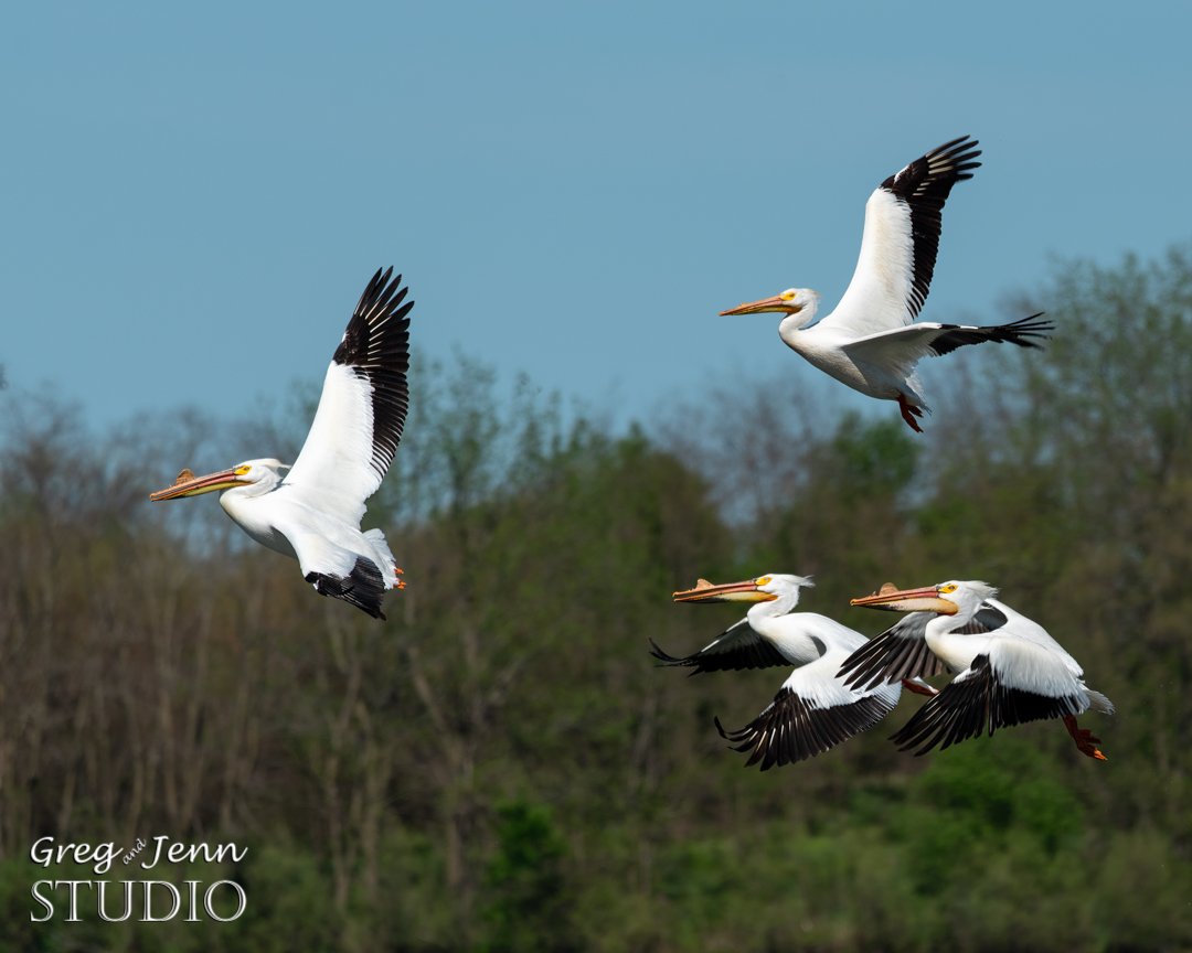 EfremJBubba's tweet photo. Today's Photo Challenge: LARGE BIRDS

Quote it or Share it 👇

1. Sandhill Crane
2. White Pelicans 
3. Great Blue Heron https://t.co/BVWGGIhOI9