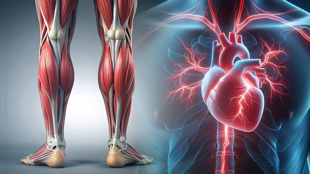 juleshorn01's tweet photo. Most people have no idea.

Your calves are your second heart.

If you never release them, blood stagnates, tension builds, and your nervous system stays stuck in survival.

This one exercise resets your entire system. No gym. Just you and gravity. Read this. https://t.co/hqrqlnzowA