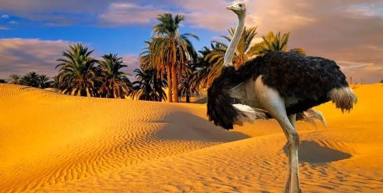 ashaowli's tweet photo. هل كنت تعلم أن رمال الجزيرة العربية كانت يوماً ما مسرحاً لأحد أجمل وأسرع الطيور في التاريخ "النعام العربي" الأسطورة التي اختفت ولكن لم تُنسَ.  النعام العربي، لم يكن مجرد طائر، بل كان جزءاً أصيلاً من تراث وثقافة. https://t.co/WDGlG9qMBp