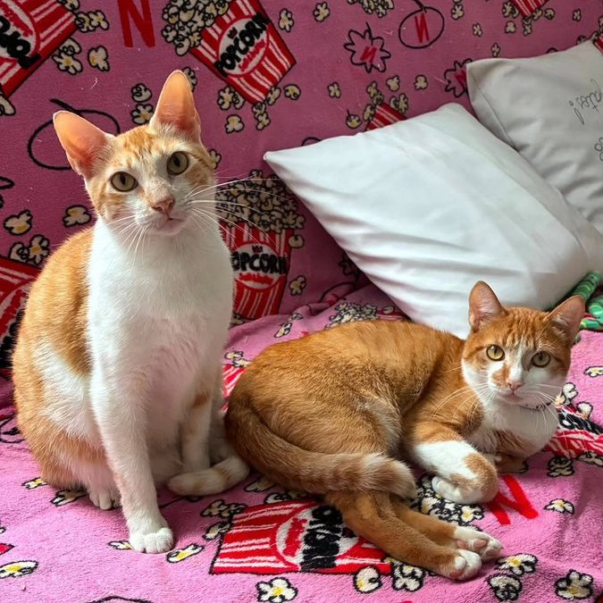 catlandrescue's tweet photo. O Pilula e o Pirulla são inseparáveis e estão prontos para provar que a vida é muito melhor quando compartilhada! ❤️

adote@catland.org.br https://t.co/h1daNMRv9x