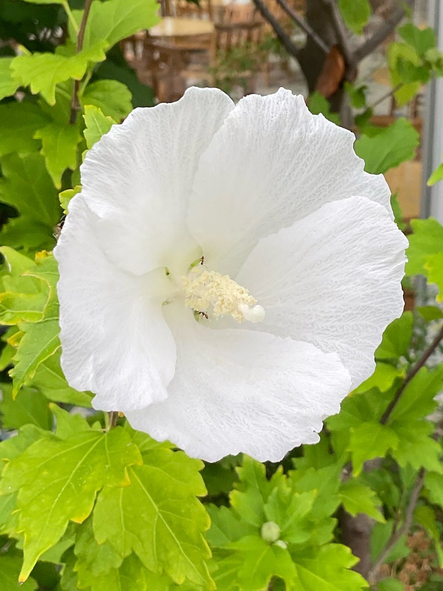 Funky_MCZ's tweet photo. 🌸今朝の一枚🌸おはようございます🌸
#花 #flower #花のある暮らし #flowers #フラワー #花のある生活 #TLを花でいっぱいしよう #香り #癒し #穏やかな心 https://t.co/VoEEOAHvx3