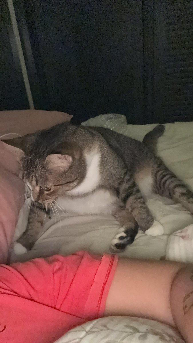 Duane_003's tweet photo. @chicorinha_ Chics essa balofa não consegue nem lamber a precheca pra limpar por causa da barriga, leva o selo? https://t.co/vFfSuP3nje