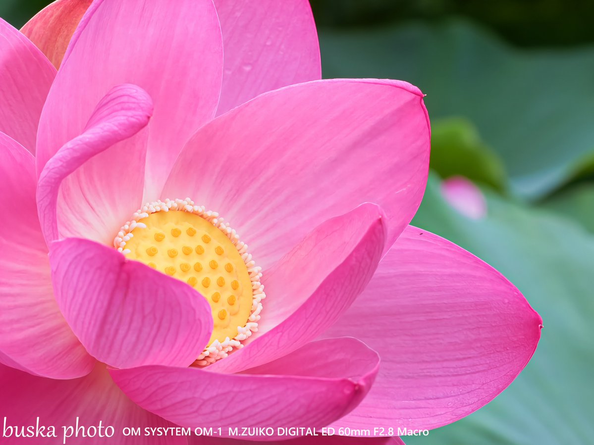 buska_photo's tweet photo. 近づいてみると、
美しさは色だけじゃなかった。

そっと重なる花びらが、
やさしさという形を教えてくれた。

おはようございます。
実はこの花、昨日からの子。
ぐーーーっとマクロレンズで🔍

#OMSYSTEM
#TLを花でいっぱいにしよう https://t.co/IqLtuV4Pms