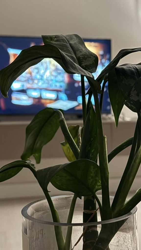 xri1im's tweet photo. 🪴🪢🌻🕯️ https://t.co/ghS0n3IJ8S