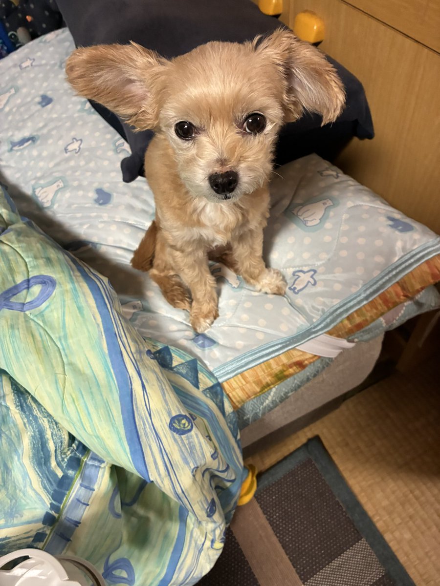 taristt's tweet photo. 今朝の愛犬🌤️きなこ🐶

#きなこ #犬 #チワプー #プーチー #ミックス犬 #愛犬きなこ #pino #ピノ https://t.co/BQP0ZKEL11