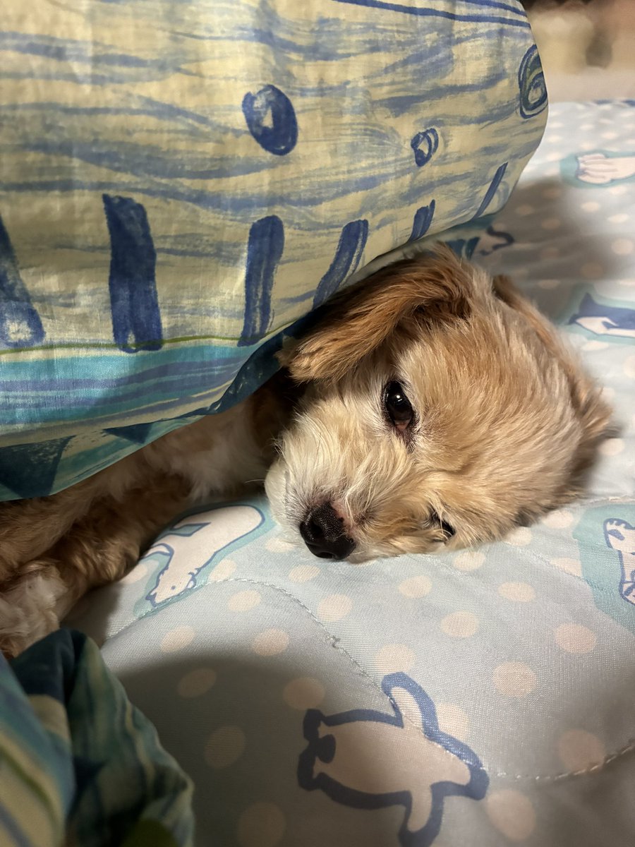 taristt's tweet photo. 今朝の愛犬🌤️きなこ🐶

#きなこ #犬 #チワプー #プーチー #ミックス犬 #愛犬きなこ #pino #ピノ https://t.co/BQP0ZKEL11