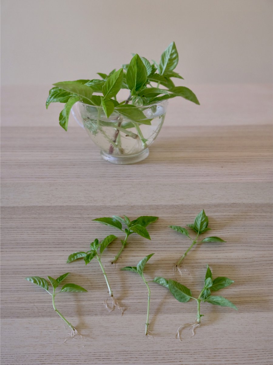 PipeZeSsion's tweet photo. Just finished up this cute upcycled mason jar herb planter! No fancy supplies needed—all you need is an old jar, some soil, and fresh herbs. Super easy DIY to spruce up your kitchen space. ， https://t.co/B9dXANaY2t