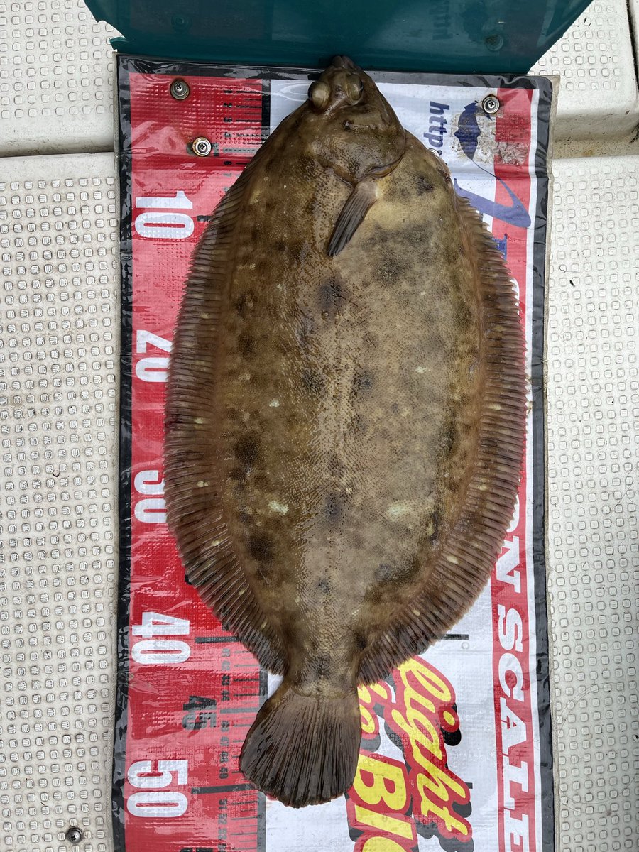 sasuke0207's tweet photo. 珍しい魚が釣れましたよ https://t.co/Ku71hk5qcG