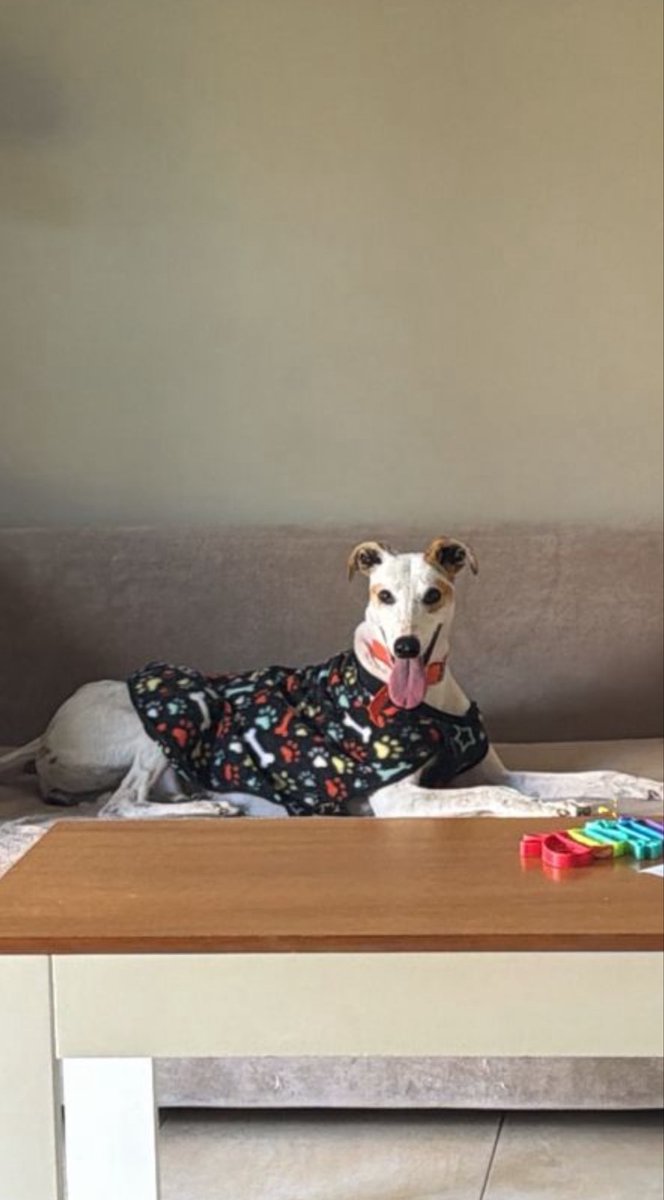 lagarzasosa_'s tweet photo. URGENTE POR FAVOR NECESITO TRÁNSITO 🙏
Se llama Skye tiene 6 años, se lleva súper con otros perros, es una de las perritas que sacamos de pehuajo 
Si podes recibirla escribime 
Zonas CABA y GBA

misionsolidariatwitter@gmail.com https://t.co/JW7s52DvMo