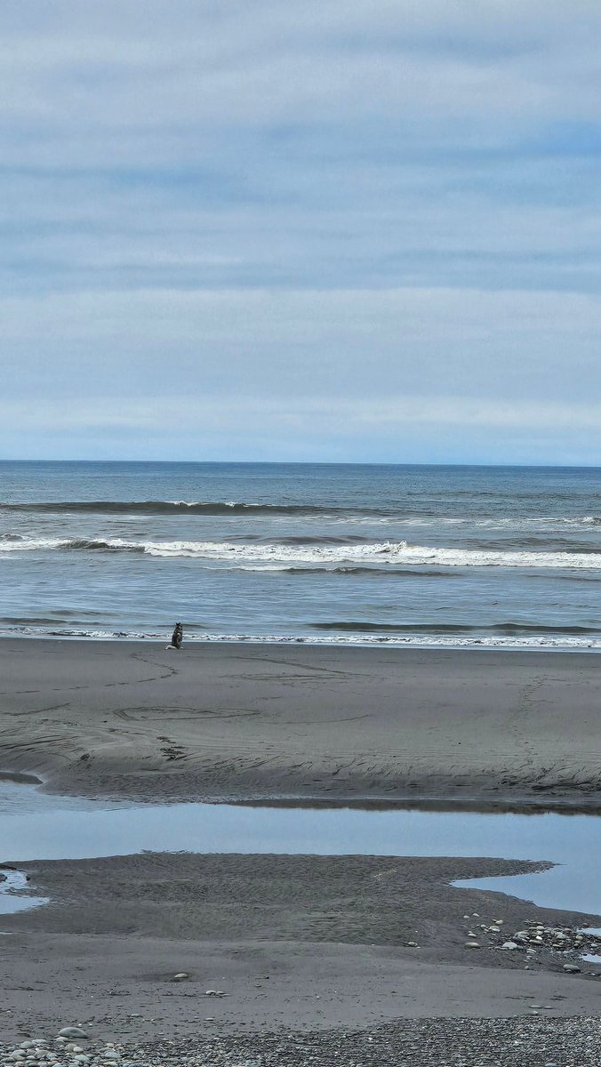 CelestialRaiin's tweet photo. @marcix0x I give you Katsu staring at the ocean contemplating life and not a thought behind those eyes https://t.co/w4FXwKbE6X
