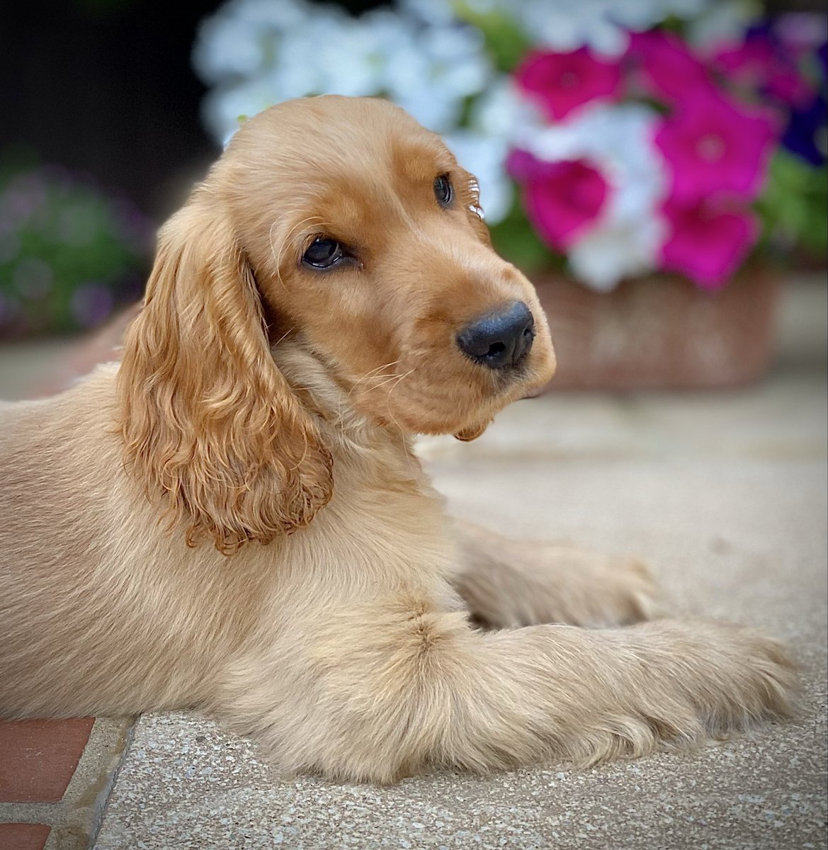 neil_brookman's tweet photo. Tired puppy and soft evening light combined to give a pleasing portrait of our Meg 🥰🥰 #puppyportraits #cockerspanielpup https://t.co/G2XKfxPWCV