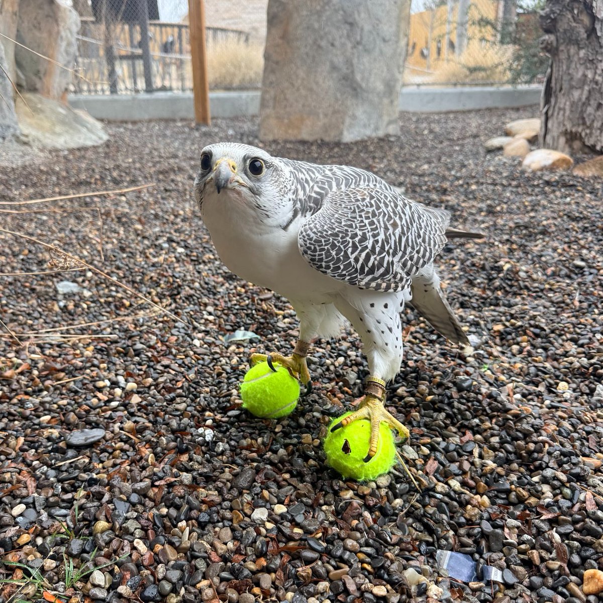 birdscolour56's tweet photo. What’s one word to describe this photo? https://t.co/YrC71a4viS