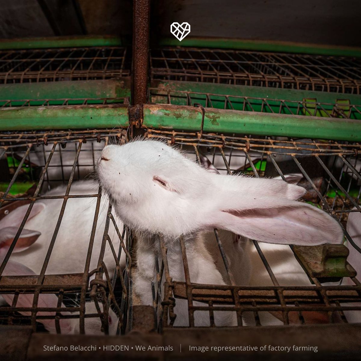 TheHumaneLeague's tweet photo. They were only trying to escape 💔 The industry’s push to legalize the factory farming of rabbits must be stopped. Sign up to defend animals: https://t.co/idGvGTTr96 https://t.co/wvZDhWuIvL