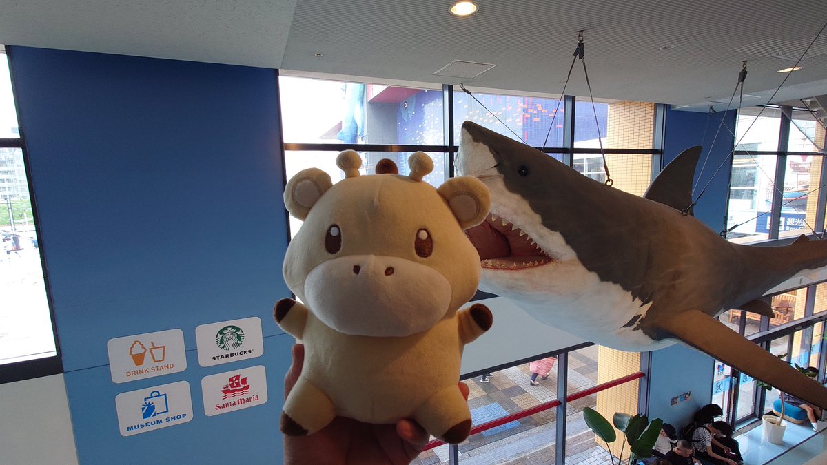 rintakirin's tweet photo. 🦈に対して自分の方が強いと主張するりんた🦒✨
 #りんたアルバム
 #りんたの旅日記
 #ぬい活
 #ぬい撮り https://t.co/aduzintOCH