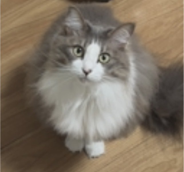 satoya_boshu's tweet photo. 可愛がってくれる方お願いします
推定4歳0ヶ月
♀ 鹿児島県

白とグレーの長毛です
甘えん坊の食いしん坊の女の子です
アレルギーになってしまいかえなくなってしまいました
可愛がってくれる方お願いします https://t.co/SigSzNLtqp