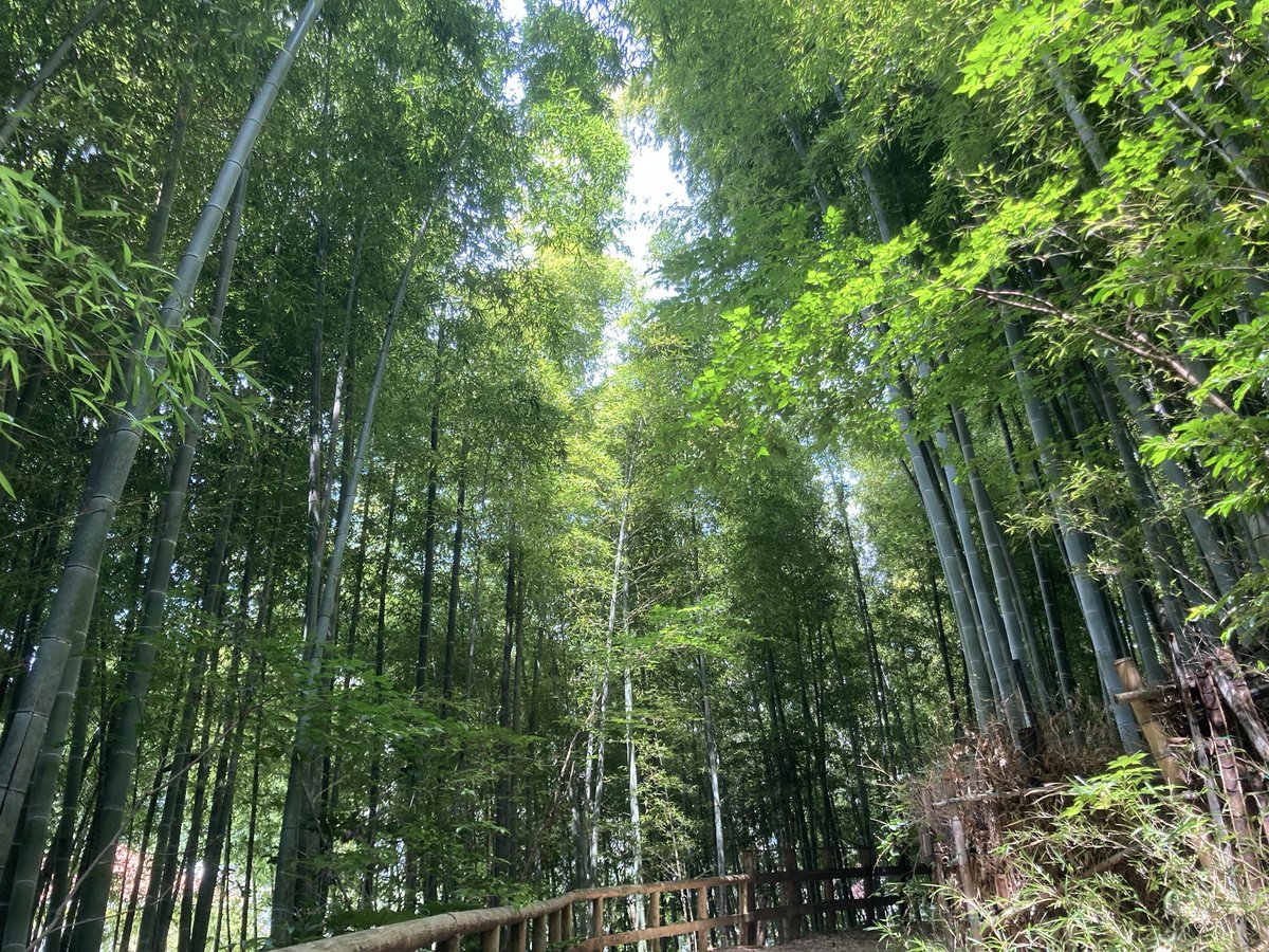 bbt_longgoodbye's tweet photo. 仕事休みなので、近所の公園で森林浴。
うぐいすの綺麗な鳴き声に心が洗われる。公園のベンチに座って、先日古本屋で手に入れた森恒���の自己批判書を読む。 https://t.co/Df6DlUSHTX