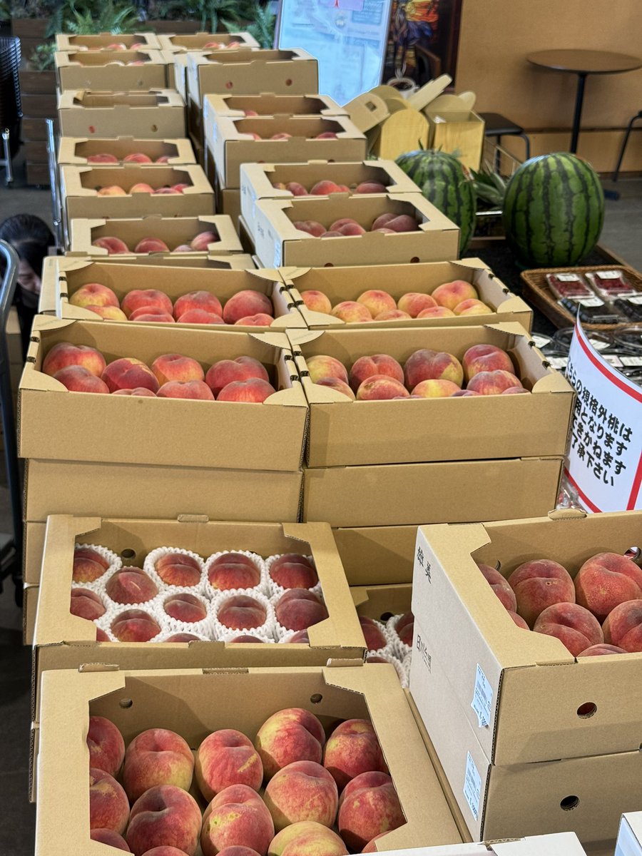 michinoeki923's tweet photo. 本日も桃🍑たくさん入荷中です

🍑はつひめ
🍑日川白鳳
🍑夏雄美
🍑尚美
🍑暁星

販売中✨️

ついに暁星がお目見えしてきました😉

1箱1000〜1500円前後です。

 #あつかしの桃2026 https://t.co/NtLxMnT7iR